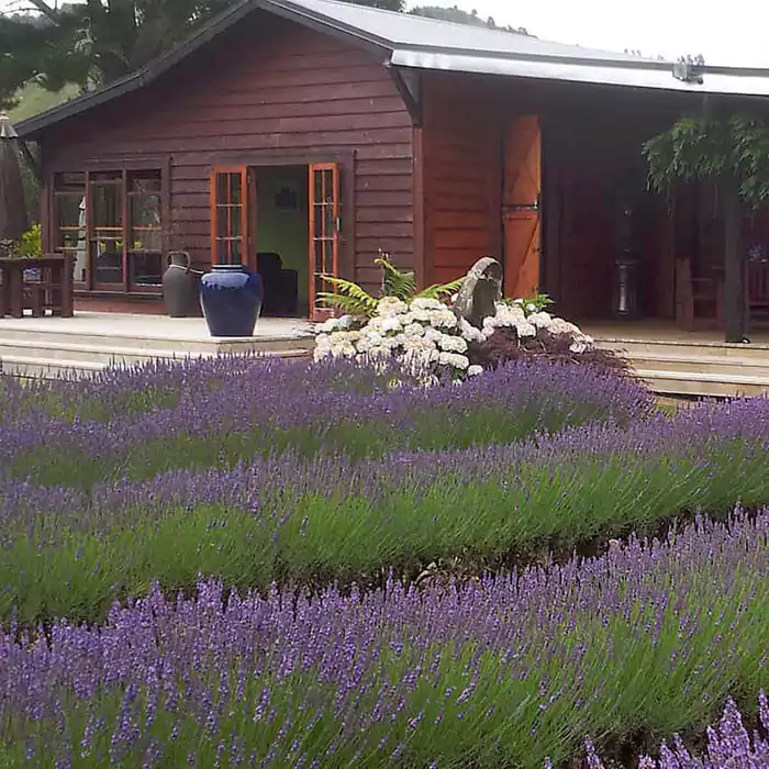 Lauren’s Lavender Farm